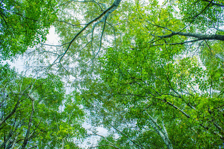 季节 公园 分支 植物区系 天空 太阳 生活 树叶 树干