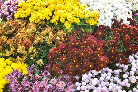 自然 风景 植物 花园