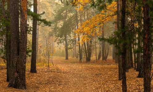 环境 落下 木材 公园 薄雾 季节 神秘 颜色 松木 植物