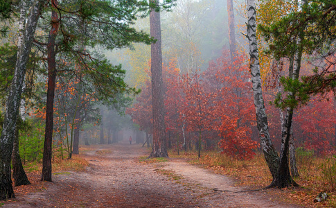 公园 季节 秋天 植物 松木 朦胧 落下 场景 薄雾 风景