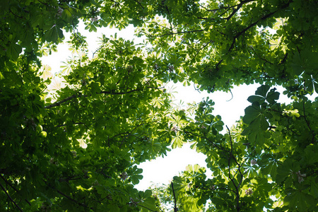 橡树 春天 太阳 植物 森林 阳光 天空 夏天 树叶 分支