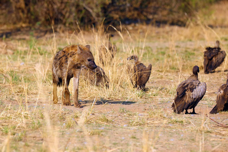 野生动物 美丽的 荒野 鬣狗 猎人 肖像 食腐动物 公园