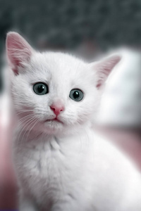 一只白色小猫的画像