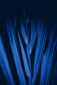 Abstract blue colored plant on black background. 