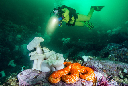 加拿大不列颠哥伦比亚省的水肺潜水