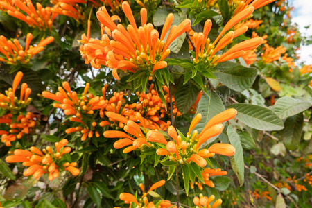 火焰喇叭_火焰喇叭素材图片_火焰喇叭图片素材下载_摄图新视界