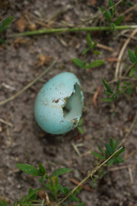 一只破森林鸟蛋在地上。