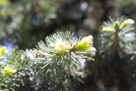 植物 冬天 植物区系 森林 冷杉 分支 特写镜头 云杉 松木