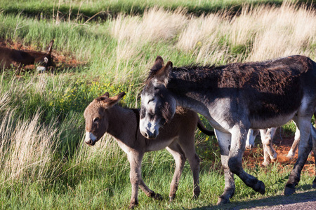 Donkey Family 