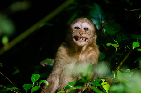 Beautiful smiling baby monkey in natural forest 