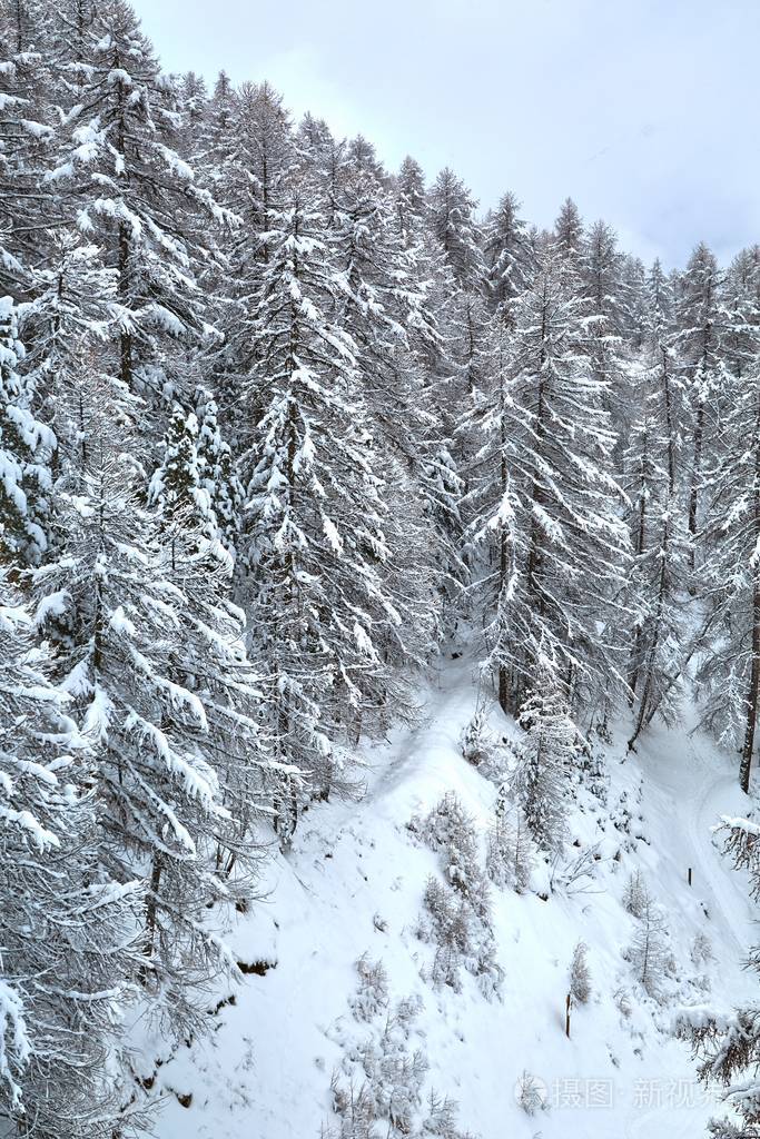 深山老林雪景图片