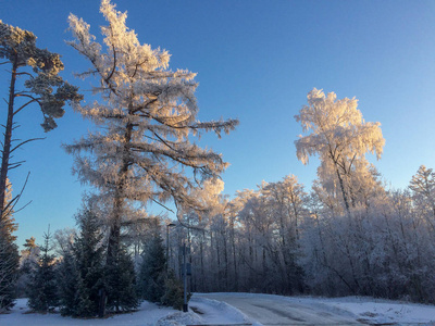 Blurred defocused snowy winter forest background 