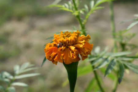 盛开的桔黄色花瓣植物照片