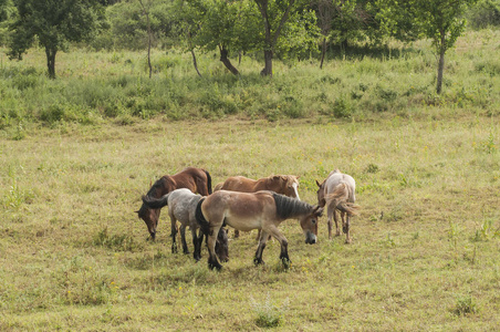领域 动物 种马 哺乳动物 乡村 鬃毛 夏天 农场 放牧