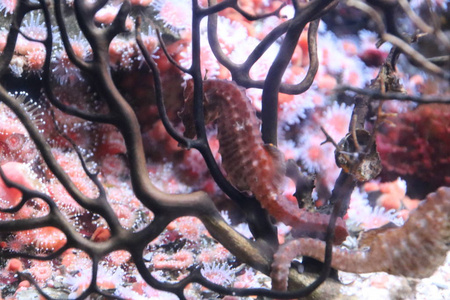 颜色 自然 鹿特丹 动物群 动物 动物园 水族馆