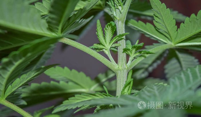 人工照明下家庭种植药用熟大麻照片 正版商用图片27fahk 摄图新视界