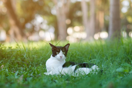 Black and white cat looking for something in garden 