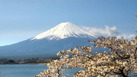 一棵盛开的樱花树和川口富士山的特写镜头