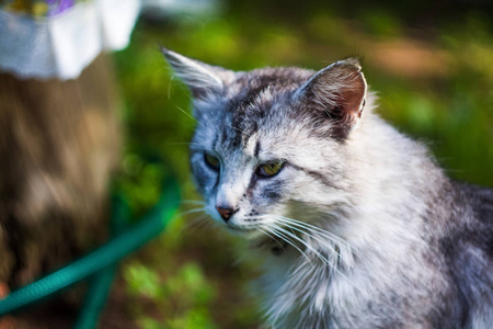 毛皮 肖像 小猫 被遗弃的 动物 猫科动物 漂亮的 基蒂