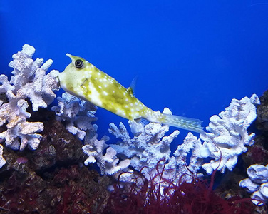 水肺 可爱的 盐水 海洋 河豚 喇叭 暗礁 水族馆 牛鱼