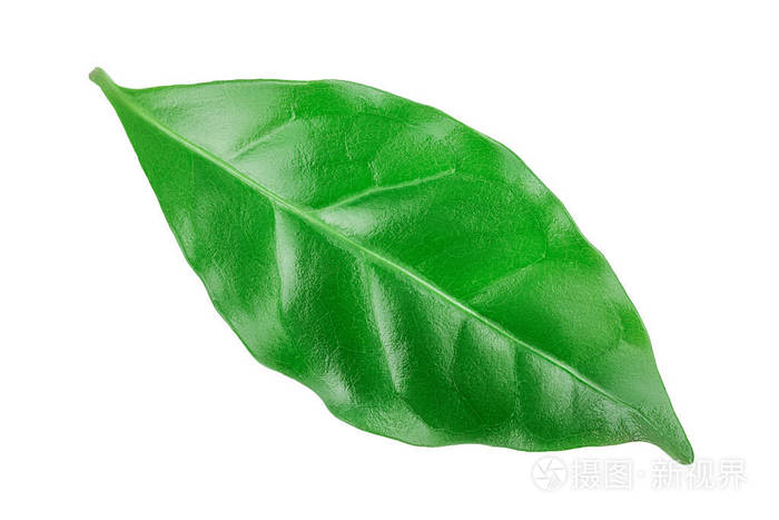 白色背景上孤立的绿色咖啡叶