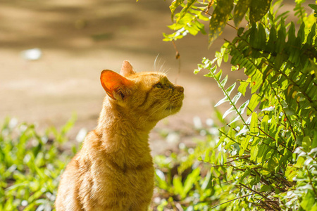 早上可爱的猫