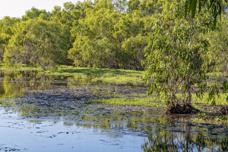 典型的湿地生态系统图片