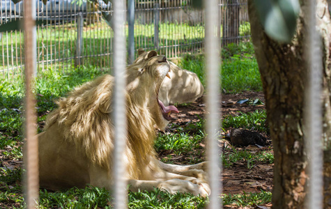 公共动物园的笼子里狮子张嘴