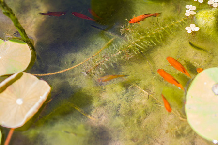 可爱的橙色小鱼在小池塘选择性聚焦照片
