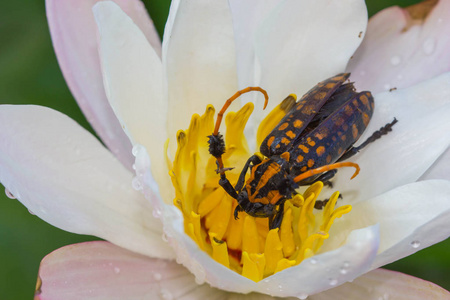 长角银丽叶荷花上的黑白长角虫照片