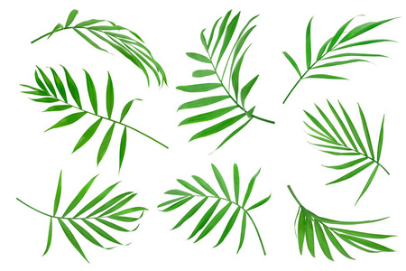 棕榈树的绿叶被隔离在白色的背景和修剪路径