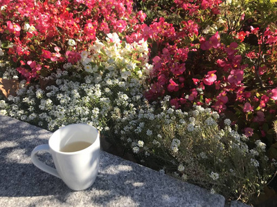 早餐 花园 食物 美味的 早晨