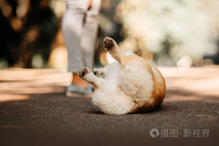 有趣的科吉狗在地上打滚后视图
