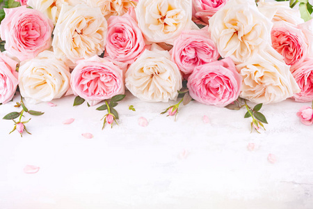 美丽的粉红色和白色玫瑰花。