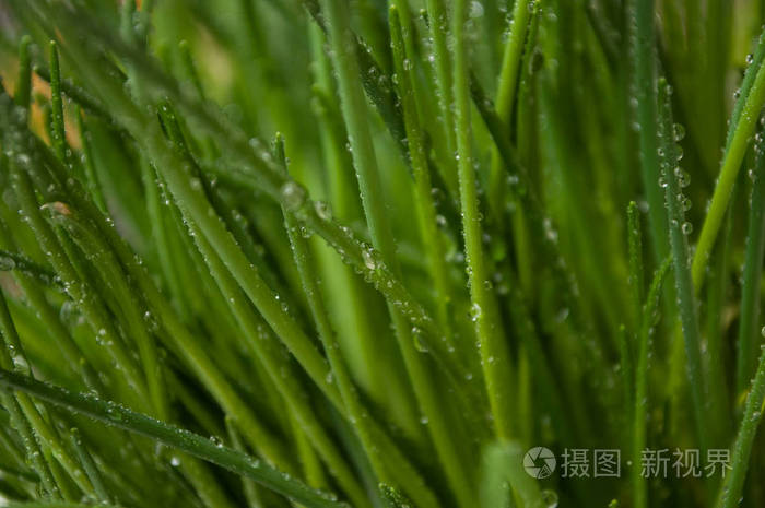 韭菜叶上水滴特写