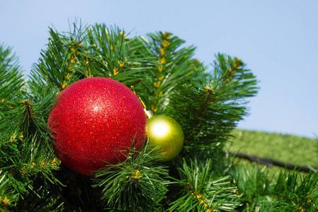 Christmas tree branch 