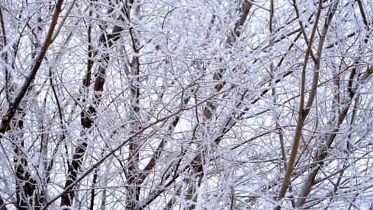 植物 冷冰冰的 白霜 晶体 分支 冬天 圣诞节 自然 圣诞景观