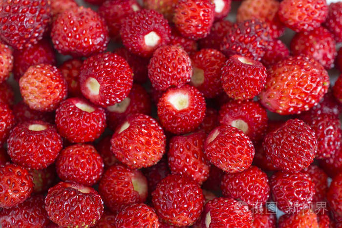 鲜熟野生草莓分离许多小浆果近距离宏