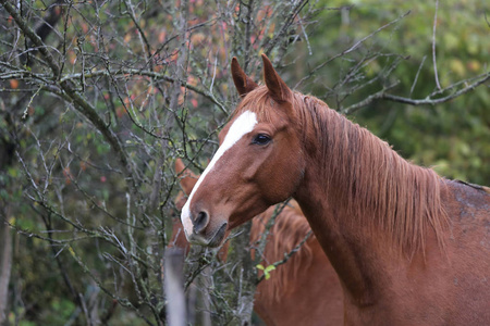 Head portrait of a young thoroughbred stallion on ranch 