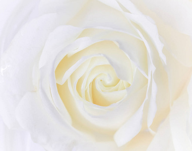 柔和的焦点，抽象的花卉背景，白玫瑰花。宏
