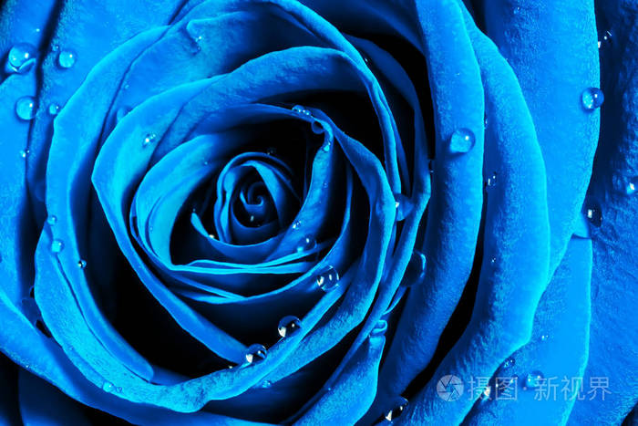 一朵玫瑰花和水滴的创意宏观照片特写在2020年的颜色趋势深蓝色