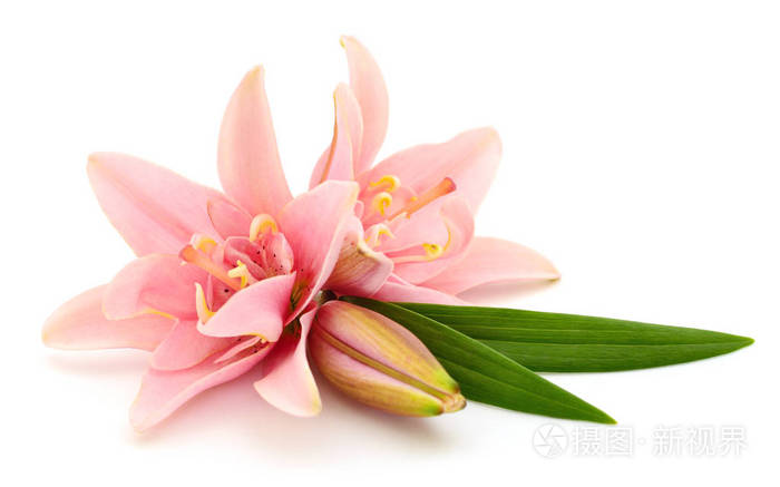 两朵粉红色的百合花