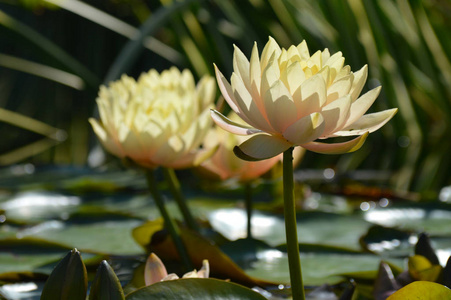 春天 池塘 夏天 莲花 反射 花瓣