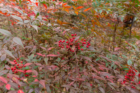 开花 落下 特写镜头 树叶 植物区系 秋天 季节 颜色 植物