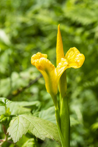 美女 生长 环境 春天 美丽的 花的 夏天 颜色 花园 自然