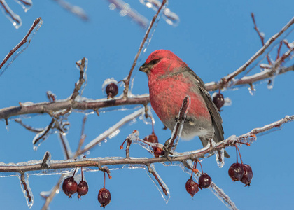 鸟类学 美丽的 花园 天空 自然 春天 特写镜头 冬天 气候