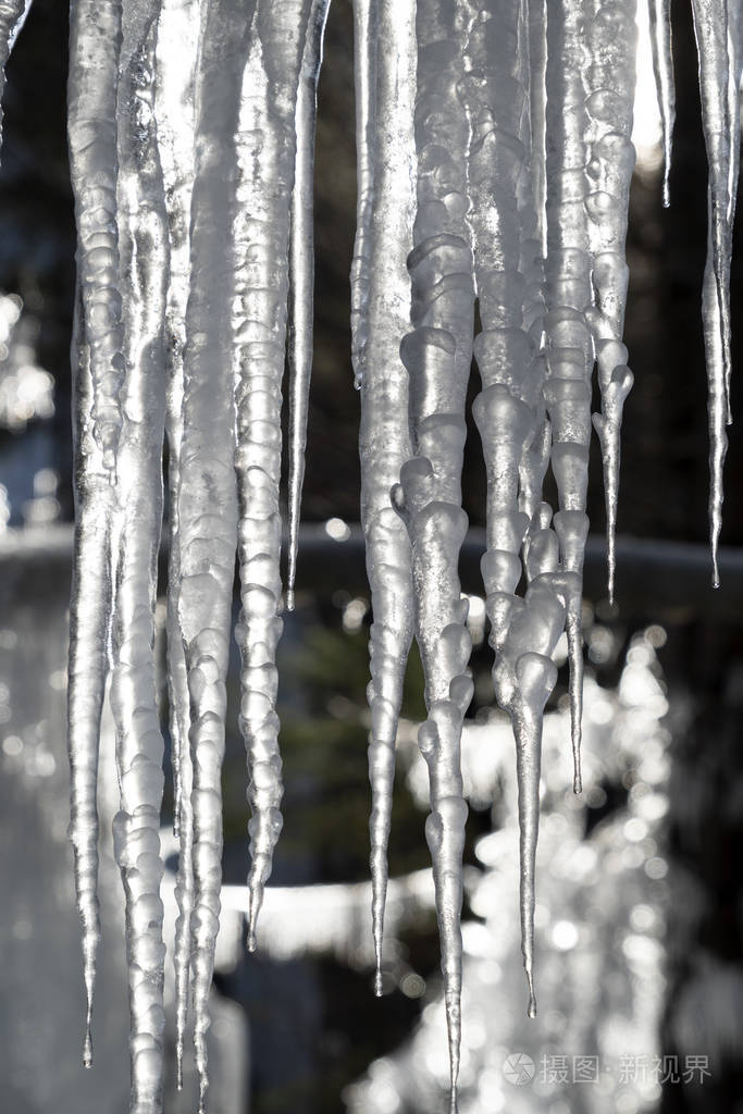 冰柱在树枝上结冰