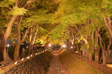 在红秋叶隧道，枫树走廊，与il