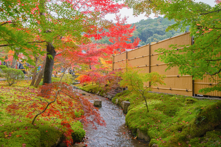 Red maple leaves or fall foliage in colorful autumn season near 