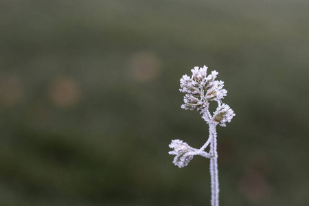 秋天 季节 落下 特写镜头 自然 冷冰冰的 植物 纹理 冬天
